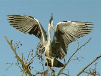 Ardea cinerea 44, Blauwe reiger, Saxifraga-Piet Munsterman