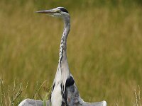 Ardea cinerea 48, Blauwe reiger, Saxifraga-Janus Verkerk