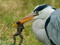 Ardea cinerea 49, Blauwe reiger, Saxifraga-Piet Munsterman