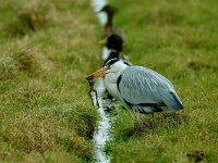 Ardea cinerea 50, Blauwe reiger, Saxifraga-Piet Munsterman