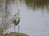 Blauwe reiger 01 #45679 : Ardea cinerea, Grey Heron, Blauwe reiger