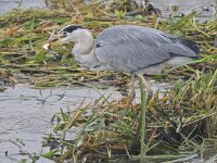 Blauwe reiger #45725 : Ardea cinerea, Grey Heron, Blauwe reiger