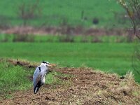 Ardea cinerea 62, Blauwe reiger, Saxifraga-Hans Dekker