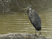 Ardea cinerea 66, juvenile, Blauwe reiger, Saxifraga-Willem van Kruijsbergen