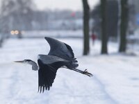 Ardea cinerea 75, Blauwe reiger, Saxifraga-Harry van Oosterhout