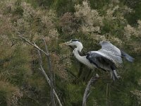 Ardea cinerea 77, Blauwe reiger, Saxifraga-Jan van der Straaten