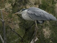 Ardea cinerea 81, Blauwe reiger, Saxifraga-Jan van der Straaten