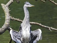 Ardea cinerea 9, juvenile, Blauwe reiger, Saxifraga-Martin Mollet