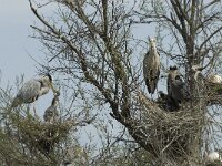 Ardea cinerea 90, Blauwe reiger, Saxifraga-Willem van Kruijsbergen