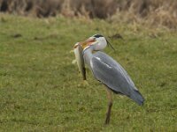 Ardea cinerea 93, Blauwe reiger, Saxifraga-Jan Nijendijk
