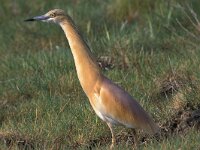 Ardeola ralloides 10, Ralreiger, Saxifraga-Piet Munsterman