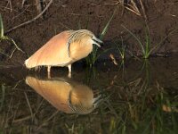 Ardeola ralloides 11, Ralreiger, Saxifraga-Luc Hoogenstein