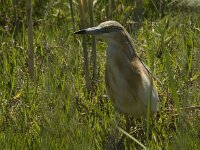 Ardeola ralloides 23, Ralreiger, Saxifraga-Jan van der Straaten