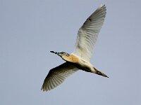 Ardeola ralloides 37, Ralreiger, Saxifraga-Bart Vastenhouw