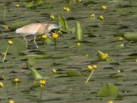 Ardeola ralloides 38, Ralreiger, Saxifraga-Mark Zekhuis