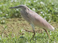 Ardeola ralloides 39, Ralreiger, Saxifraga-Mark Zekhuis