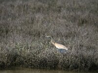 Ardeola ralloides 47, Ralreiger, Saxifraga-Dirk Hilbers