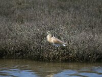 Ardeola ralloides 49, Ralreiger, Saxifraga-Dirk Hilbers