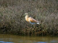 Ardeola ralloides 52, Ralreiger, Saxifraga-Dirk Hilbers