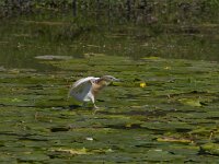 Ardeola ralloides 53, Ralreiger, Saxifraga-Jan Nijendijk