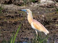 Ardeola ralloides 57, Ralreiger, Saxifraga-Bart Vastenhouw