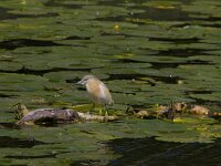 Ardeola ralloides 62, Ralreiger, Saxifraga-Jan Nijendijk