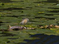Ardeola ralloides 63, Ralreiger, Saxifraga-Jan Nijendijk