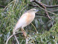 Ardeola ralloides 70, Ralreiger, Saxifraga-Henk Baptist