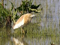 Ardeola ralloides 80, Ralreiger, Saxifraga-Bart Vastenhouw