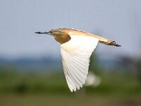 Ardeola ralloides 83, Ralreiger, Saxifraga-Bart Vastenhouw