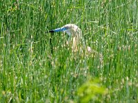 Ardeola ralloides 87, Ralreiger, Saxifraga-Bart Vastenhouw