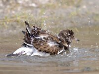 Arenaria interpres 13, Steenloper, Saxifraga-Mark Zekhuis