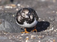 Arenaria interpres 17, Steenloper, Saxifraga-Peter Meininger