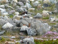 Arenaria interpres 22, Steenloper, Saxifraga-Hans Grotenhuis