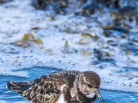 Arenaria interpres 23, Steenloper, winter plumage, Saxifraga-Theo Verstrael