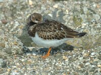 Arenaria interpres 3, Steenloper, Saxifraga-Jan van der Straaten