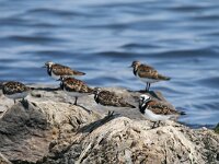 Arenaria interpres 31, Steenloper, Saxifraga-Dirk Hilbers