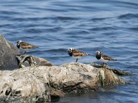 Arenaria interpres 32, Steenloper, Saxifraga-Dirk Hilbers