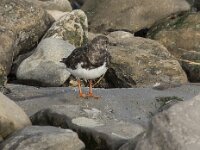 Arenaria interpres 35, Steenloper, Saxifraga-Willem van Kruijsbergen