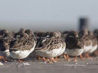 Arenaria interpres 39, Steenloper, Saxifraga-Mark Zekhuis