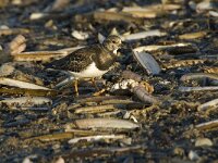 Arenaria interpres 4, Steenloper, Saxifraga-Jan van der Straaten