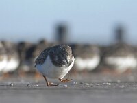 Arenaria interpres 40, Steenloper, Saxifraga-Mark Zekhuis