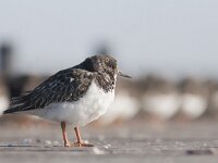 Arenaria interpres 41, Steenloper, Saxifraga-Mark Zekhuis