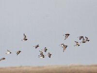 Arenaria interpres 45, Steenloper, Saxifraga-Mark Zekhuis