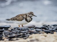 Arenaria interpres 5, Steenloper, winter plumage, Saxifraga-Theo Verstrael