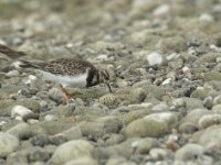 Arenaria interpres 64, Steenloper, Saxifraga-Willem van Kruijsbergen