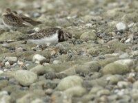 Arenaria interpres 67, Steenloper, Saxifraga-Willem van Kruijsbergen