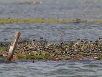 Arenaria interpres 70, Steenloper, Saxifraga-Mark Zekhuis