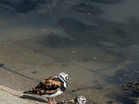 Arenaria interpres 80, Steenloper, breeding plumage, Saxifraga-Theo Verstrael