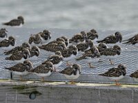 Arenaria interpres 81, Steenloper, Saxifraga-Tom Heijnen